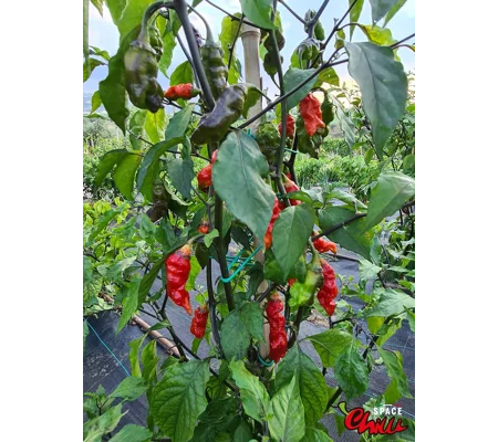 Adrenalina Red F5 (10+ Seeds)