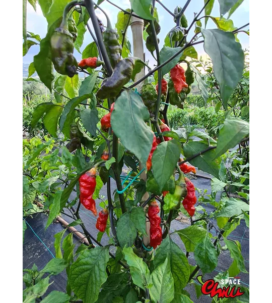 Adrenalina Red F5 (10+ Seeds)
