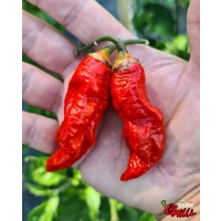 Adrenalina Red F5 (10+ Seeds) Adrenalina Red F5 (10+ Seeds)