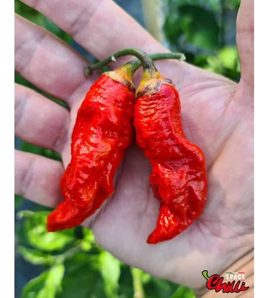 Adrenalina Red F5 (10+ Seeds)