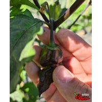 Adrenalina Red F5 (10+ Seeds) Adrenalina Red F5 (10+ Seeds)