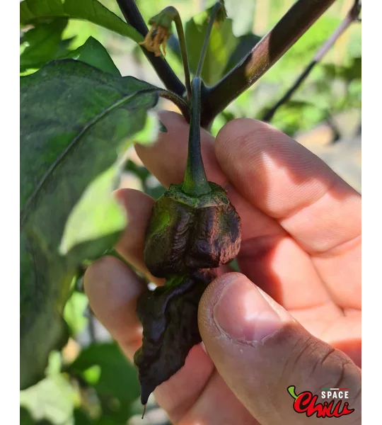 Adrenalina Red F5 (10+ Seeds)