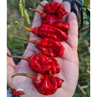 Adrenalina Red F5 (10+ Seeds) Adrenalina Red F5 (10+ Seeds)