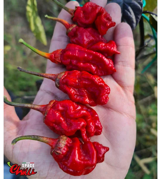 Adrenalina Red F5 (10+ Seeds)