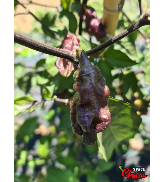 Adrenalina Red F5 (10+ Seeds)