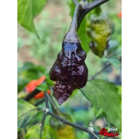 Adrenalina Red F5 (10+ Seeds) Adrenalina Red F5 (10+ Seeds)