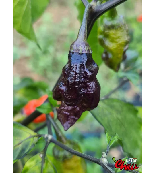 Adrenalina Red F5 (10+ Seeds)