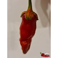 Adrenalina Red F5 (10+ Seeds) Adrenalina Red F5 (10+ Seeds)