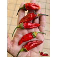 Adrenalina Red F5 (10+ Seeds) Adrenalina Red F5 (10+ Seeds)