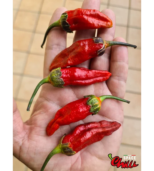 Adrenalina Red F5 (10+ Seeds)