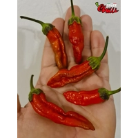 Adrenalina Red F5 (10+ Seeds) Adrenalina Red F5 (10+ Seeds)