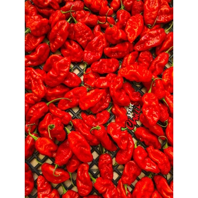 Bhut Jolokia SPACE (10+ Seeds) Bhut Jolokia SPACE (10+ Seeds)