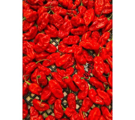 Bhut Jolokia SPACE (10+ Seeds)