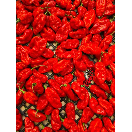 Bhut Jolokia SPACE (10+ Seeds)
