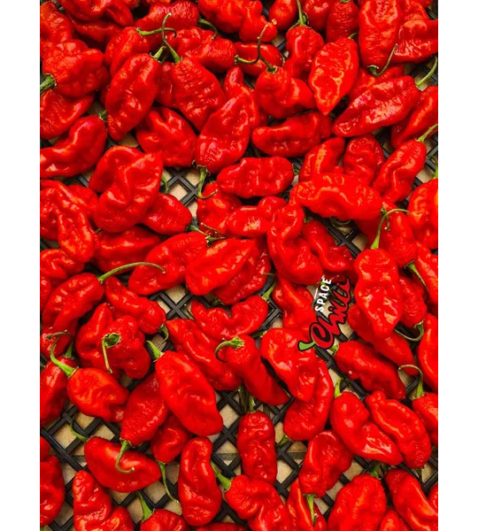 Bhut Jolokia SPACE (10+ Seeds)