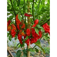 Bhut Jolokia SPACE (10+ Seeds)