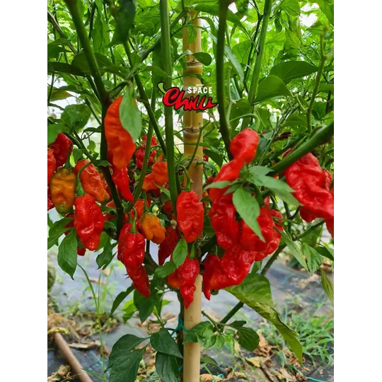 Bhut Jolokia SPACE (10+ Seeds)