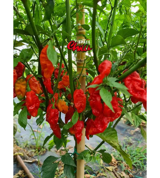 Bhut Jolokia SPACE (10+ Seeds)