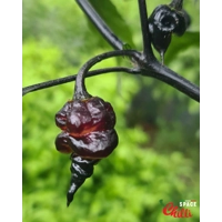 Delirio F4 (10+ Seeds) Delirio F4 (10+ Seeds)