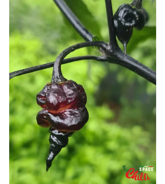 Delirio F4 (10+ Seeds)