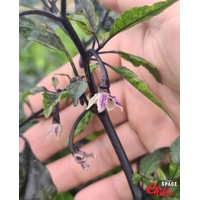 Delirio F4 (10+ Seeds) Delirio F4 (10+ Seeds)