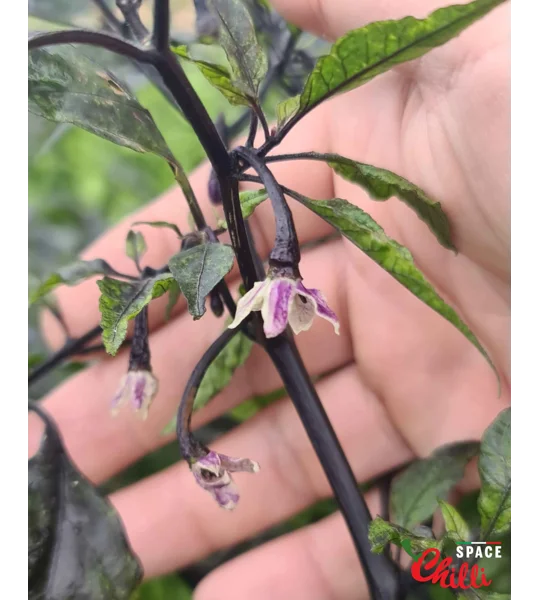 Delirio F4 (10+ Seeds)