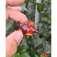 Delirio F4 (10+ Seeds) Delirio F4 (10+ Seeds)