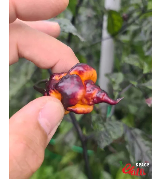 Delirio F4 (10+ Seeds)