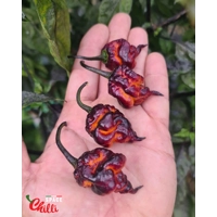 Delirio F4 (10+ Seeds) Delirio F4 (10+ Seeds)