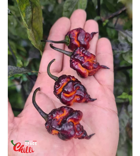 Delirio F4 (10+ Seeds)