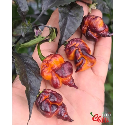 Delirio F4 (10+ Seeds) Delirio F4 (10+ Seeds)
