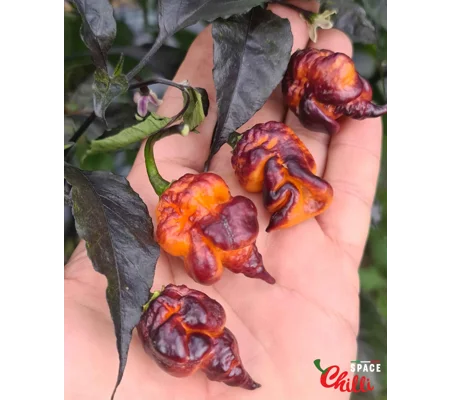Delirio F4 (10+ Seeds)