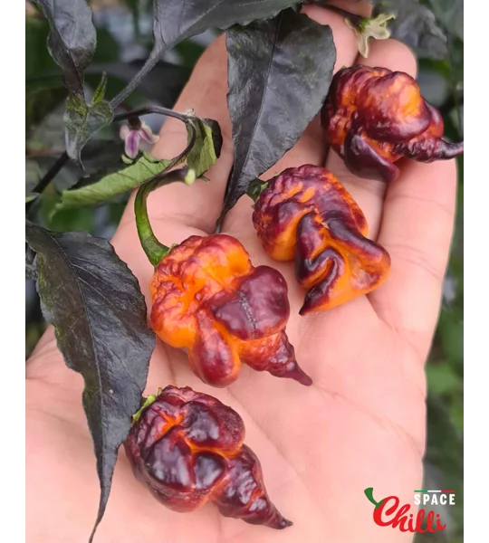 Delirio F4 (10+ Seeds)