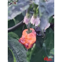 Delirio F4 (10+ Seeds) Delirio F4 (10+ Seeds)