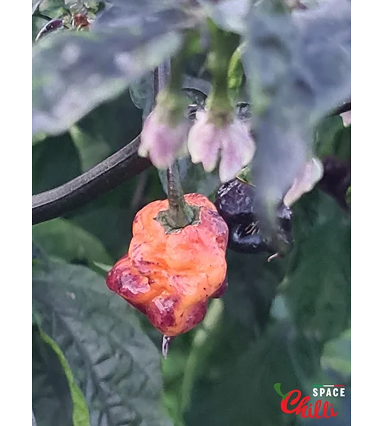 Delirio F4 (10+ Seeds)