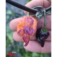 Delirio F4 (10+ Seeds) Delirio F4 (10+ Seeds)