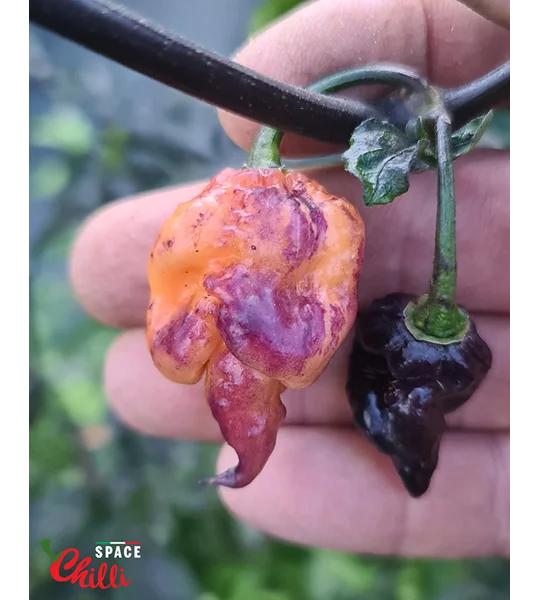 Delirio F4 (10+ Seeds)