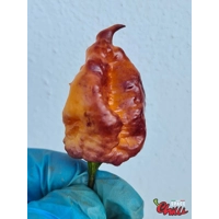 Delirio F4 (10+ Seeds) Delirio F4 (10+ Seeds)