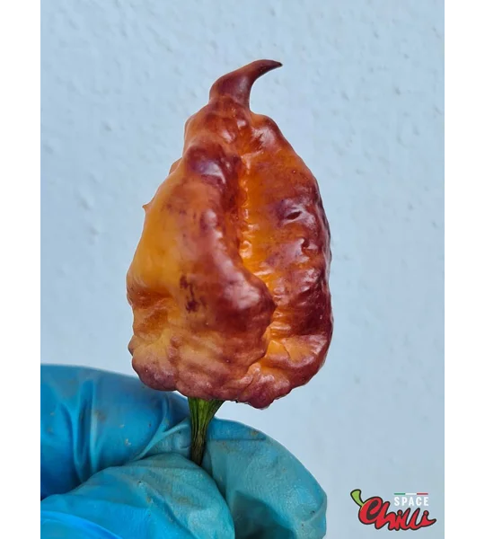 Delirio F4 (10+ Seeds)