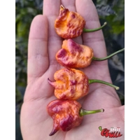 Delirio F4 (10+ Seeds) Delirio F4 (10+ Seeds)