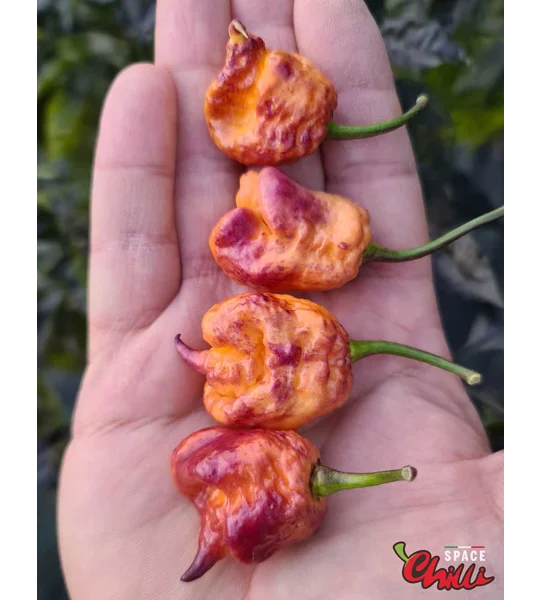 Delirio F4 (10+ Seeds)