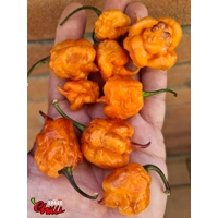 Delirio F4 (10+ Seeds) Delirio F4 (10+ Seeds)