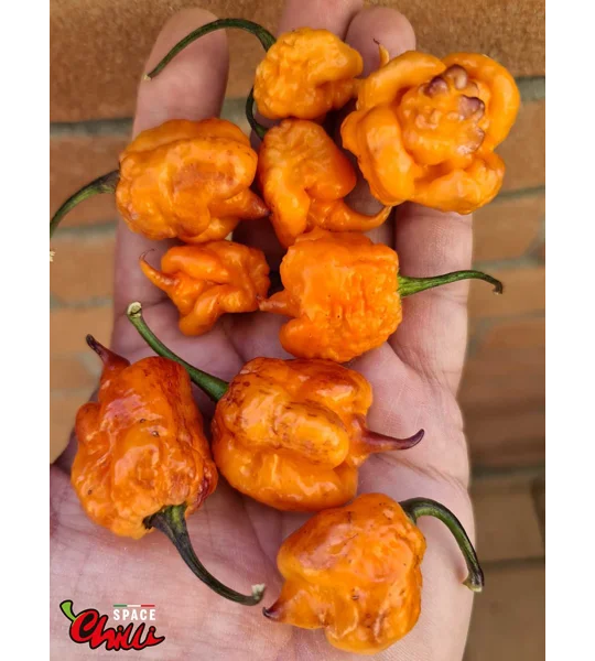 Delirio F4 (10+ Seeds)