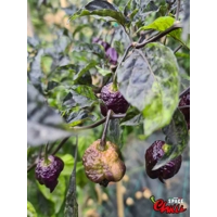 Delirio F4 (10+ Seeds) Delirio F4 (10+ Seeds)