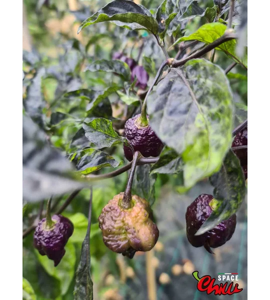 Delirio F4 (10+ Seeds)
