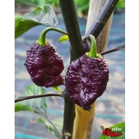 Delirio F4 (10+ Seeds) Delirio F4 (10+ Seeds)