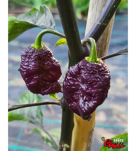 Delirio F4 (10+ Seeds)