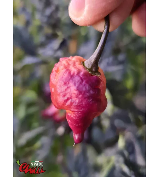 Delirio F4 (10+ Seeds)
