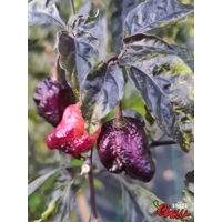 Delirio F4 (10+ Seeds) Delirio F4 (10+ Seeds)