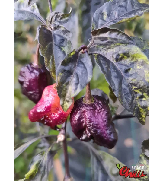 Delirio F4 (10+ Seeds)